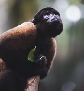 Le singe laineux (genre Lagothrix) en Colombie - Voyage nature Colombie