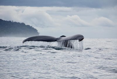 Observation de baleines - Bahía Solano - Chocó Colombie- Côte pacifique - Voyage Nature - Colombie Célestine