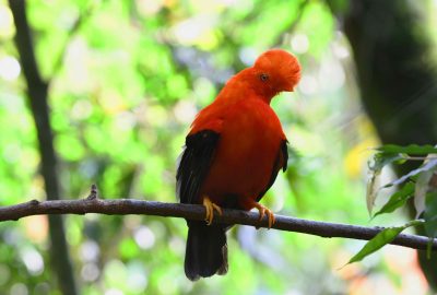 Coq-de-roche péruvien - Observation de faune en Colombie - Voyage nature - Colombie Célestine