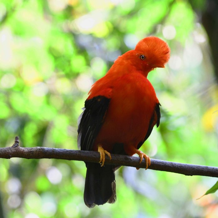 Coq-de-roche péruvien - Observation de faune en Colombie - Voyage nature - Colombie Célestine