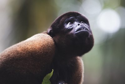 Le singe laineux (genre Lagothrix) en Colombie