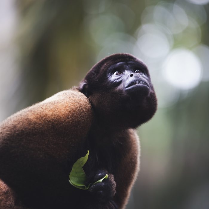 Le singe laineux (genre Lagothrix) en Colombie - Voyage nature Colombie