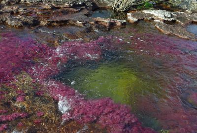La rivière de Caño Cristales - Meta, Colombie - Voyage Nature - Colombie Célestine