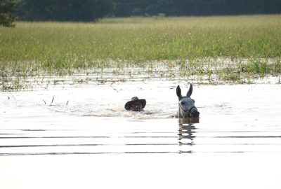 Llanos Orientales - Colombie - Voyage Cheval - Voyage Nature - Colombie Céles