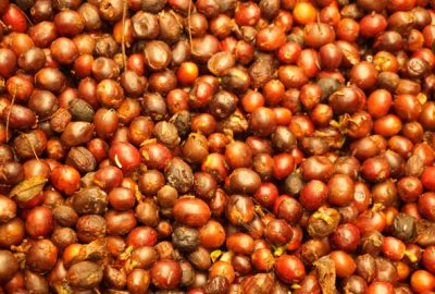 Ferme typique de Café en Colombie - Région du café en Colombie - Voyage Nature - Colombie Célestine