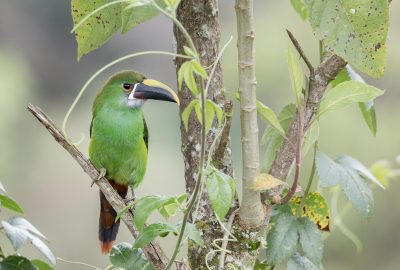 Tucanet-émeraude-(aulacorhynchus-prasinus)
