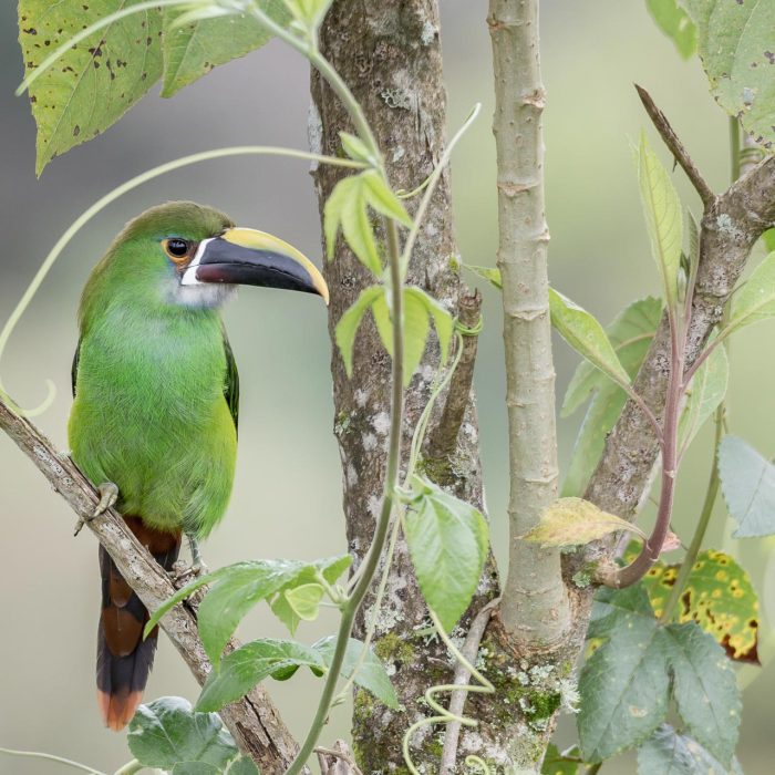 Tucanet-émeraude-(aulacorhynchus-prasinus)